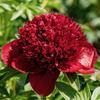 5 Peony Seeds POPPY DEEP RED " -FRESH SEEDS