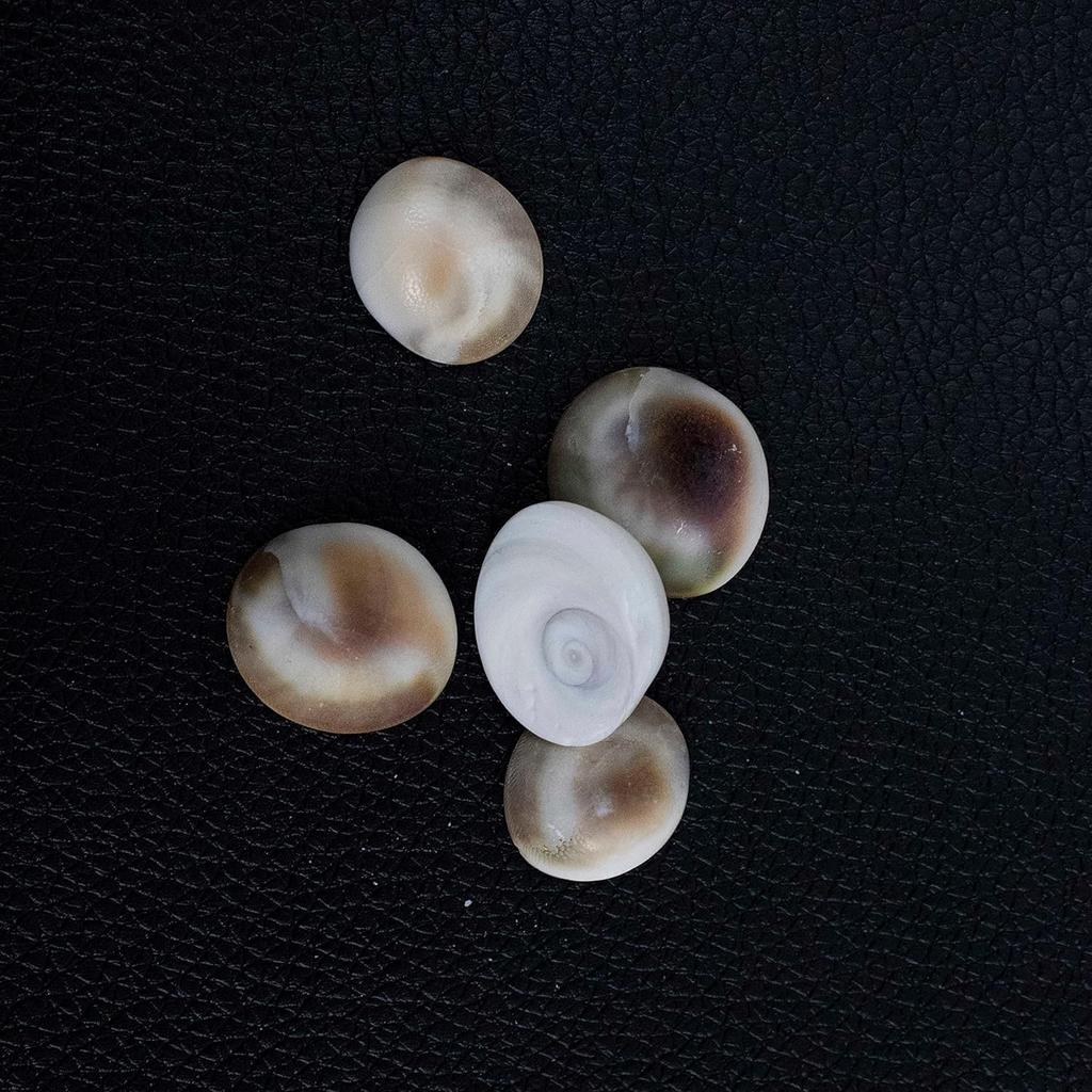 RSINC Оригинальный заряженный набор из 5 Гомати Чакр для мистической Пуджи Лакшми | Удача в богатстве Гомати Чакра