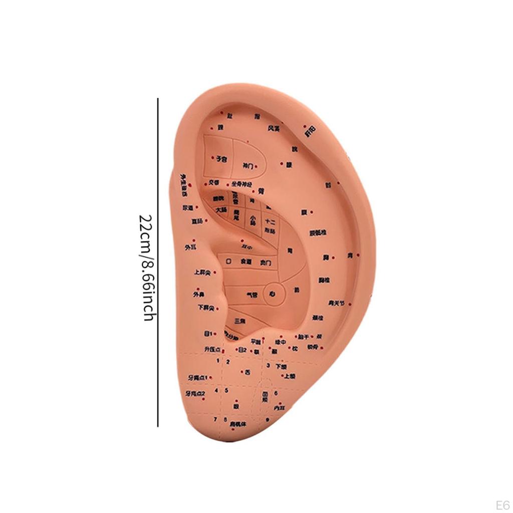 Модель акупунктуры уха Дисплей для обучения рефлексотерапии аурикулярной акупунктуры