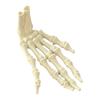 Halloween Skeleton Hand 3D Printed Plastic Human Hand Bone Model Scary Halloween Trick Props for Tableware Party Supplies Haunted House Home Decor