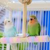 Bird Swing Toy Parrot Playstand Rotating Chewing Birds Toys Wooden Stand Perch for