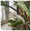 Steel Wire-Reinforced Cat Safety Net PE+Steel Wire Cat Net Protection Made of Nylon HDPE PP Cutting Service for Cats