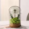Natural Flowers Rose Dandelions Real Dried Flower for Crafts Glass Cover Home Office Decoration for Birthday Mother's Day Gifts