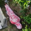 Hanging Hot Inflatable Fake Corpse Cloth Halloween Body Bag Ghost House Props   Courtyard