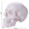 Convenient Skull Model Skull Cap Anatomical Head Skull Fine Arts Human Head Model  Doctors Student