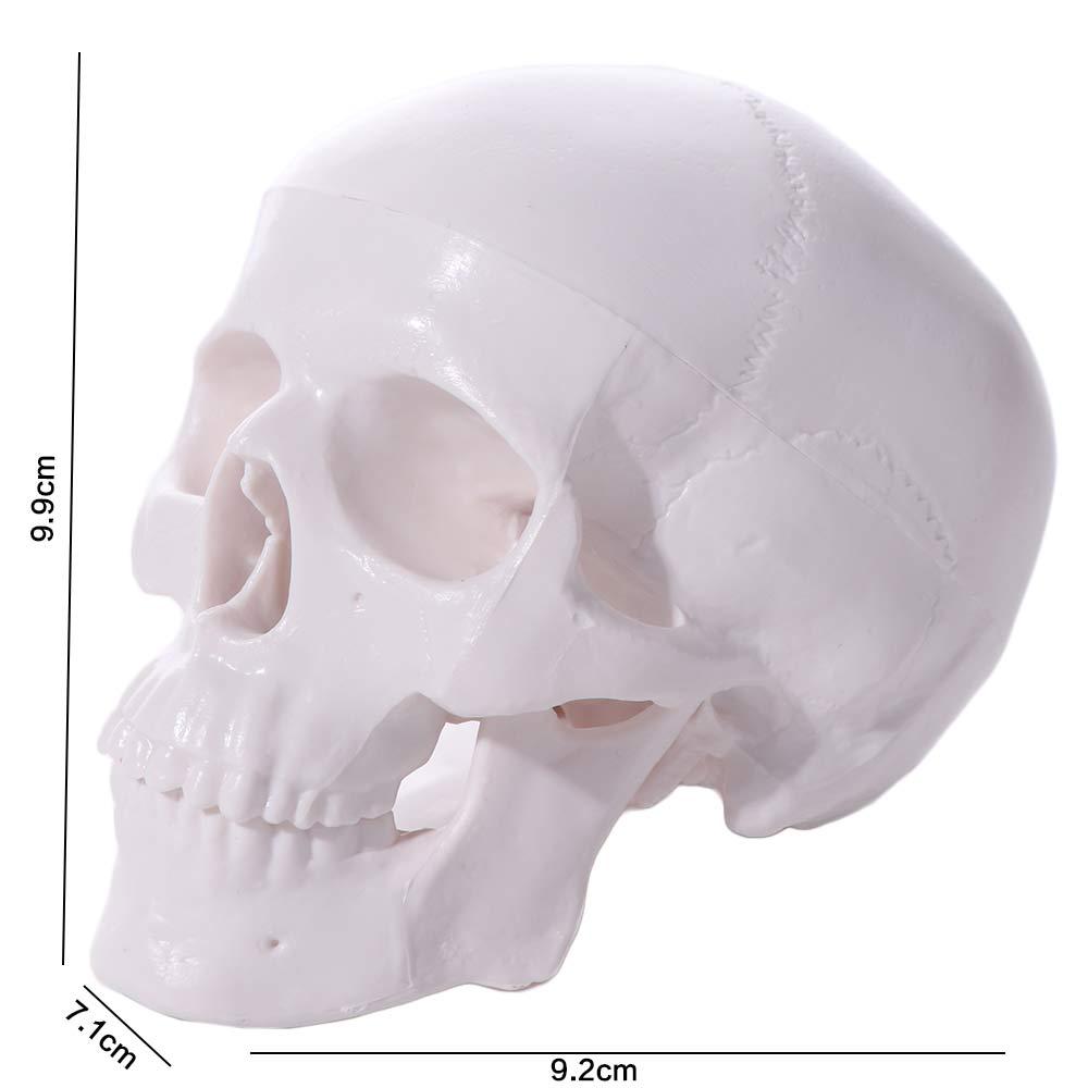 Convenient Skull Model Skull Cap Anatomical Head Skull Fine Arts Human Head Model  Doctors Student