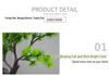 Artificial Green Potted Bonsai for Home or Hotel Decor – Chinese Coffee Table or Desktop Ornament.