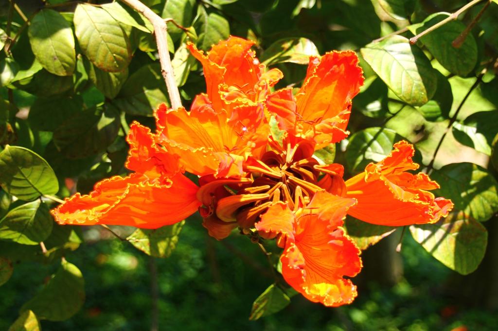 SAFLAX Африканское тюльпановое дерево - 30 семян - С горшечным субстратом для лучшего выращивания - Spathodea Campanulata