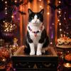 Festive Decorative Accessories for Kittens Halloween Beaded Pet Necklace Wooden Bead Cat Collar Pumpkin or Ghost Lightweight Comfortable Neck Decor