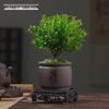 Red Leaf Bonsai Seedling - Easy Care Indoor Evergreen, Perfect for Hydroponics and Micro Landscapes