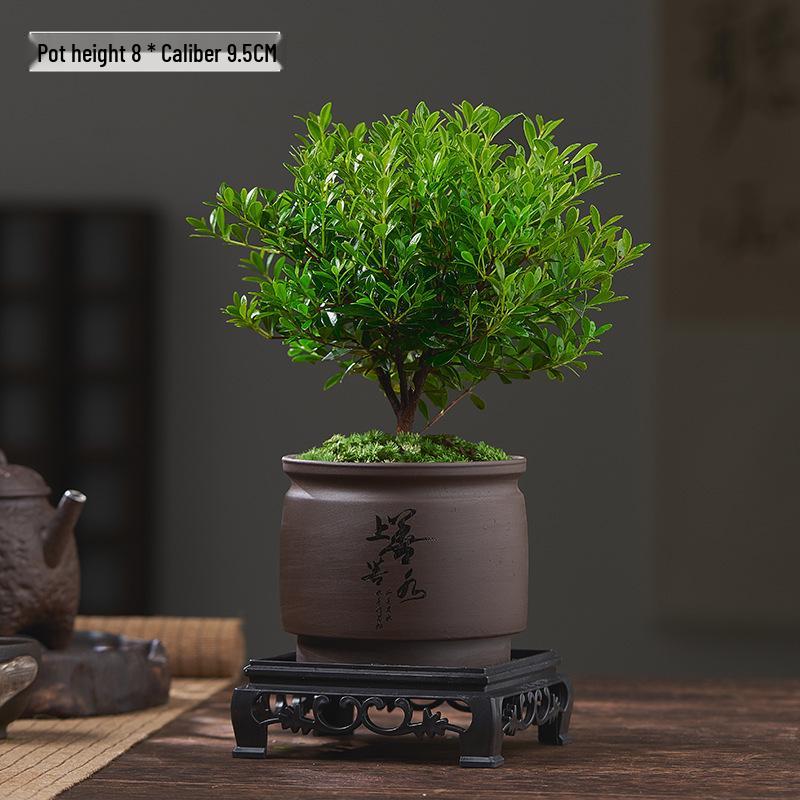 Red Leaf Bonsai Seedling - Easy Care Indoor Evergreen, Perfect for Hydroponics and Micro Landscapes