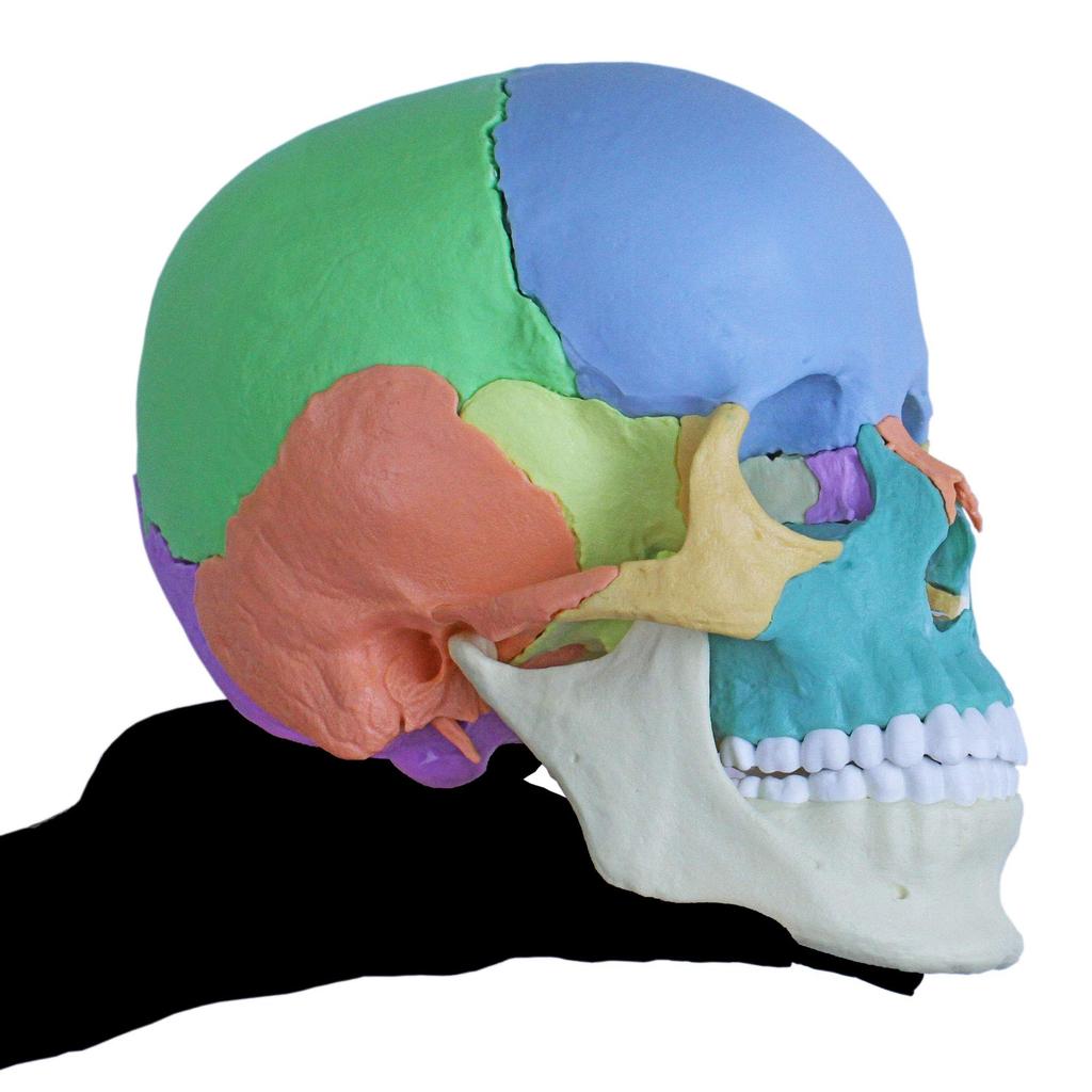 ERLER ZIMMER Magnetic Skull Craniosacral Model Creniotherapy Osteopathy In (Germany) 22-section [Back Stock]