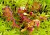 SAFLAX Росянка круглолистная - 50 семян - Drosera rotundifolia