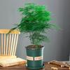Asparagus Fern Indoor Plant: Air-Purifying, Evergreen, Hydroponic Bonsai for Office or Home
