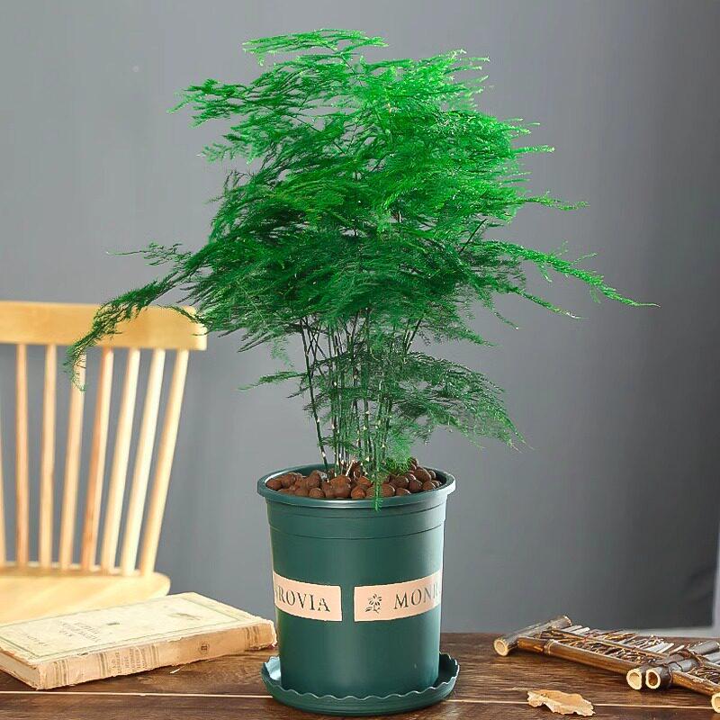 Asparagus Fern Indoor Plant: Air-Purifying, Evergreen, Hydroponic Bonsai for Office or Home