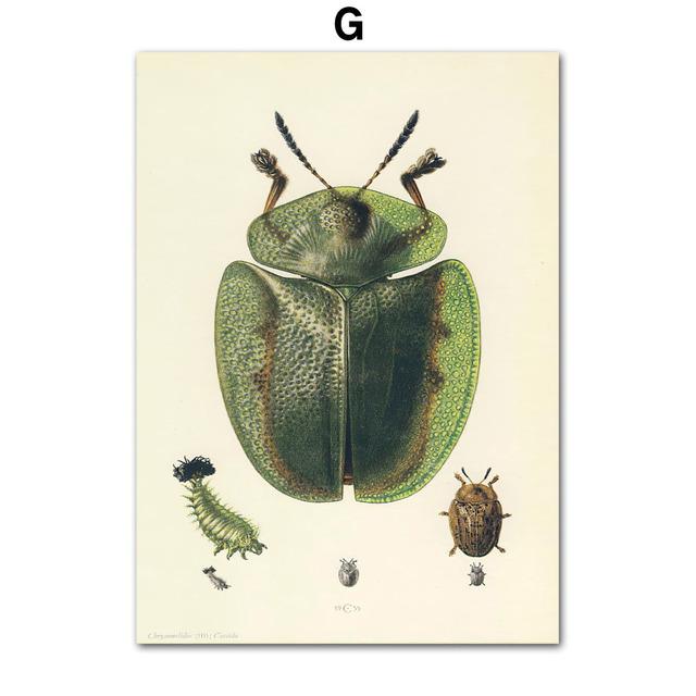 Винтажный постер с насекомыми-жуками, образец ретро-иллюстрации, настенная живопись на холсте, постеры и принты, картина для гостиной без рамки