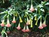 SAFLAX Angel's Trumpet Pink - 10 семян - Brugmansia suaveolens Pink