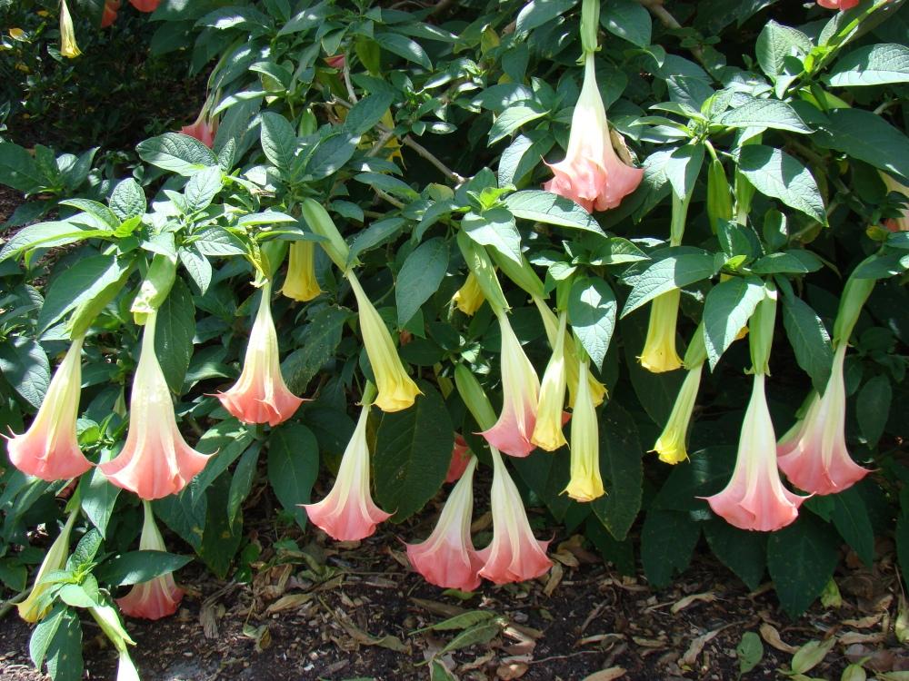 SAFLAX Angel's Trumpet Pink - 10 семян - Brugmansia suaveolens Pink