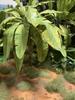 Joefix Studios Banana Tree Set Material 1/48 Сцена/Диорама JF1086.48