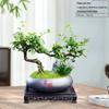 Trailing Fujian Tea Bonsai with Old Trunk – Zen Style Indoor Green Plant for Office & Living Room