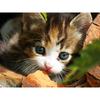 DIY Алмазная вышивка Крестом Картина "Милый котенок" Алмазная картина Украшение дома