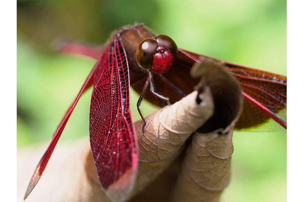 Телеконвертер OM черный для Micro Four Thirds SYSTEM/OLYMPUS 2.0X MC-20
