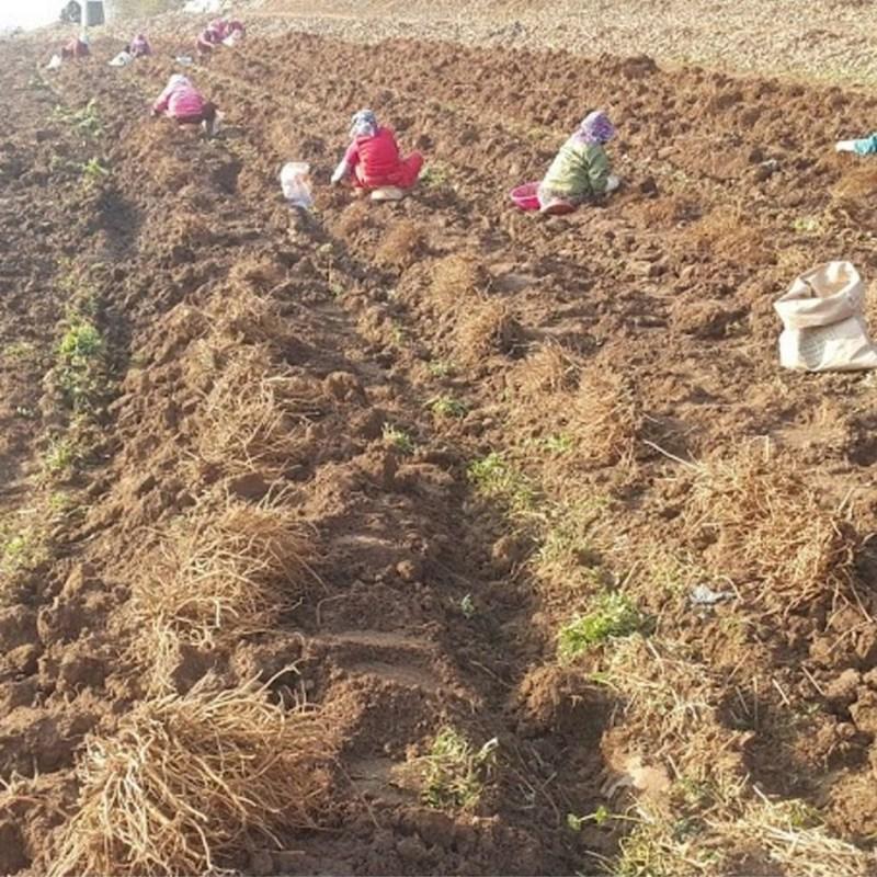 Wellbeing Health Village Jeonnam Hampyeong Woosul Juice 100 мл 50 пакетов Woosul