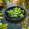 Aquatic Plant Shield Floating Pond Planter, Fish Barrier Netting, Protector, 18" Corral 24" 31" Ring, Mesh for Garden Ponds, Plants Guard