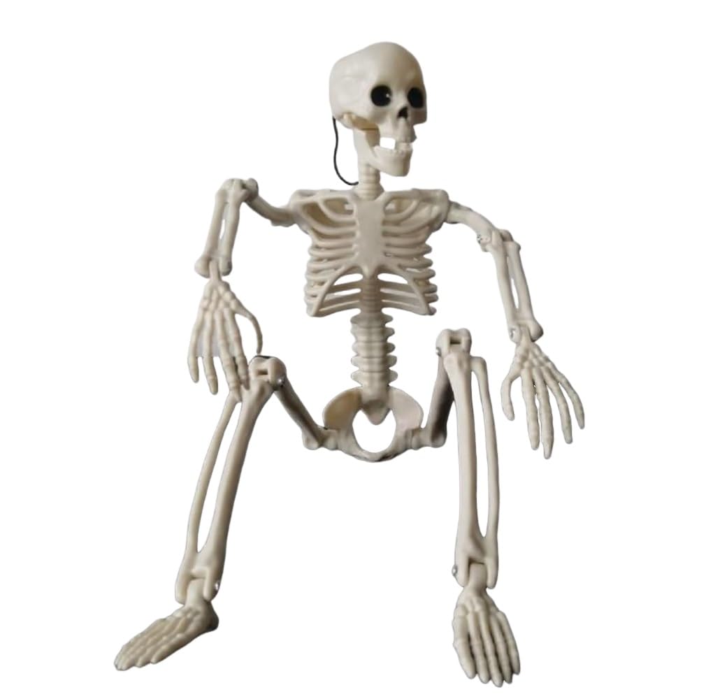 Skeleton Figure Object Drawing 40cm Model Interior Halloween