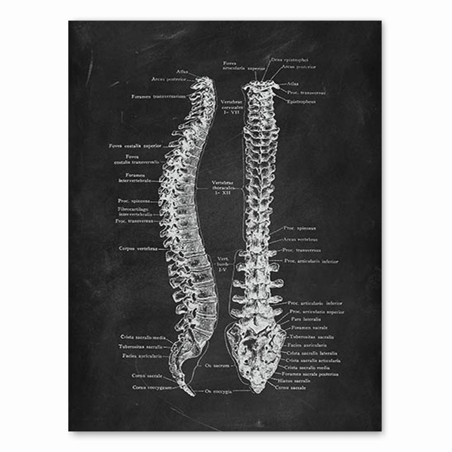 Human Anatomy Artwork Medical Clinic Wall Picture Skeleton Organ Muscle System Vintage Canvas Print Body Education Poster