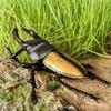 Oenux Big Size Insect Model Coleoptera Lucanidae Beetle Dynastes Hercules Action Figures Figurine Educational Kids Safe Toy
