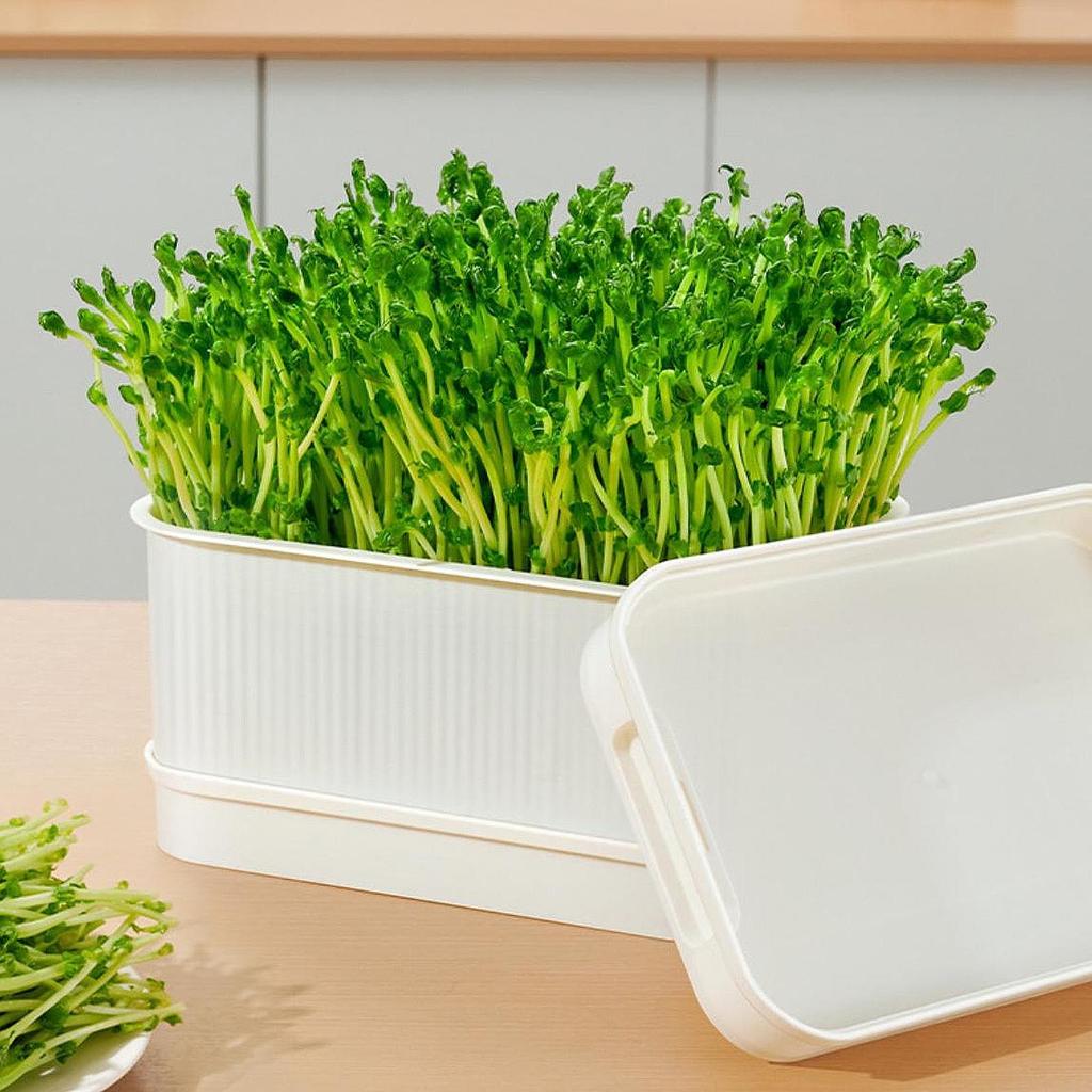 Seed Sprouts Tray Nursery Tray Saving Space Mini Greenhouse Germination Kits for Sprout Planting Container Green Growing Tray