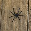 Партия 30 шт Хэллоуин Пластиковый Черный Паук Шуточные Игрушки Украшения Реалистичный Реквизит
