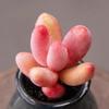 Red Finger Succulent: Single/Multiple Head Clump-forming Indoor Desktop Plant, Columnar Shape, No Pot.