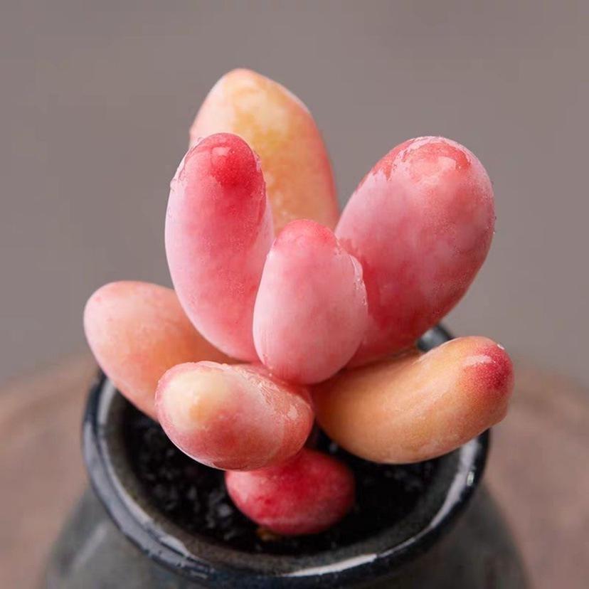 Red Finger Succulent: Single/Multiple Head Clump-forming Indoor Desktop Plant, Columnar Shape, No Pot.
