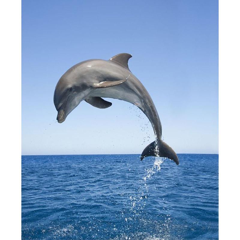 DIY Dolphin 5D Diamond Painting Full Round/Round Drill Animal Embroidery Cross Stitch Rhinestone Home Decor Christms Gift