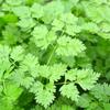 150 Chervil Seeds - Aromatic Garden Plant - Reproducible Peasant Seeds - Semiwild