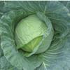 Cabbage Juice Directly Grown In Muan, Jeollanam-do, 100ml, 100 Pieces