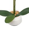 Clera Orchid With Ceramic Pot