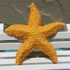 Cute Starfish Ornaments Mini Sea Stars Decoration Photography Props Simulation Starfish  Home