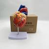 Lunari Heart Model, Life-Size 1:1 Human Anatomy Model, Full Color, with Stand, Educational, Anatomical Structure, Research, Training Materials