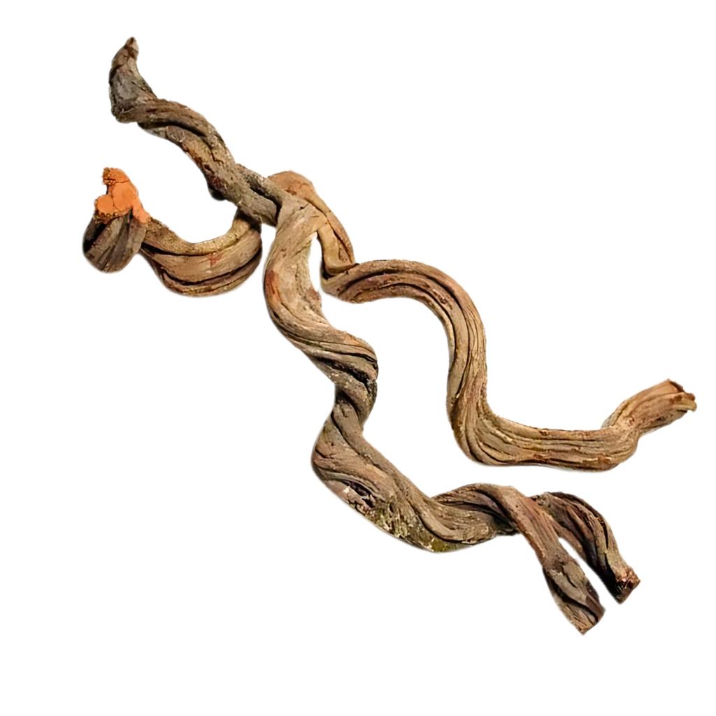 BioCurly Curly Liana for Terrarium 20-25cm