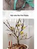 Cold-Resistant Winter Jasmine Bonsai with Old Trunk for Indoor or Balcony Decor - Red & Green All Season