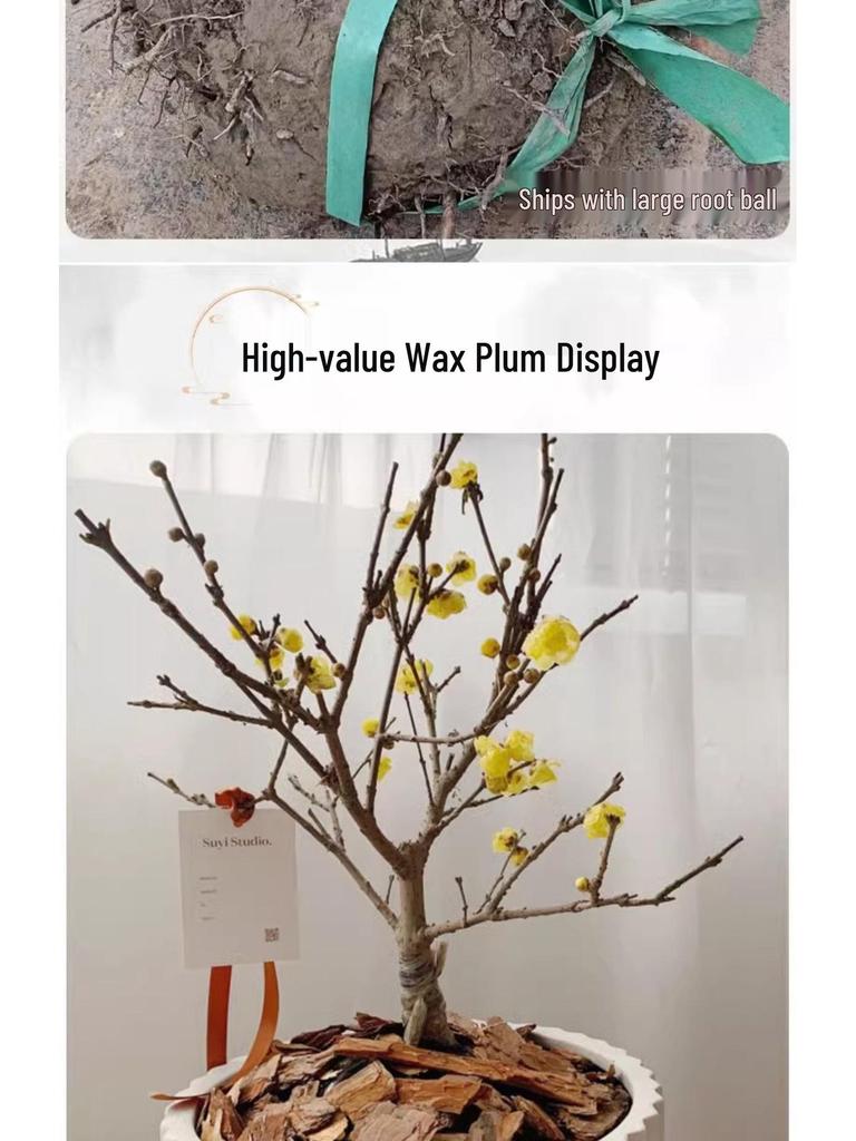 Cold-Resistant Winter Jasmine Bonsai with Old Trunk for Indoor or Balcony Decor - Red & Green All Season