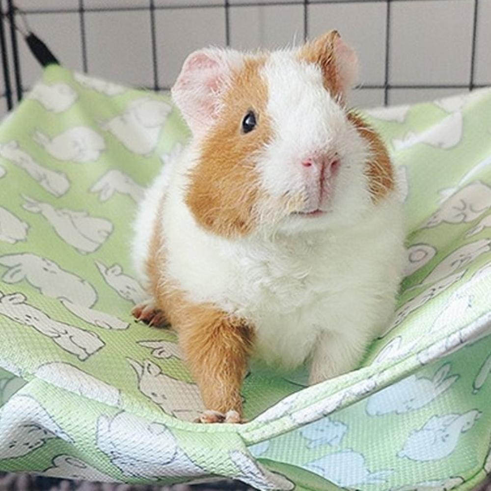 Summer Cooling Pet Hammock Breathable Waterproof Squirrel Sleeping Bag Comfortable Easy To Clean Hammock Swing Toys
