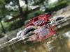 Happinet Splash Rover возраст 6 и 1/12 радиоуправление (для вверх)