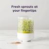 Mini Bean Sprouter Large Capacity Sprout Dish Growing Pot Bean Sprout Growing Machine  Pea