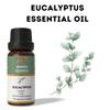 Ananta Eucalyptus Essential Oil 10 Ml – Fresh Herbal Aroma Oil for Diffuser & Home Fragrance