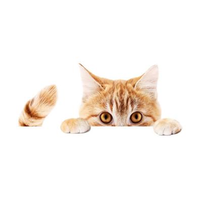 Взять PR-PETST-NOZO Наклейка на машину Собака Кошка Милое Животное Наряд Автомобиль Мотоцикл Автоаксессуары Наклейка (Подглядывающий кот)