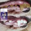Pet Tooth Powder Is Easy To Operate and Suitable for Various Breeds of Dogs and Cats, Making Daily Care Easier To Complete